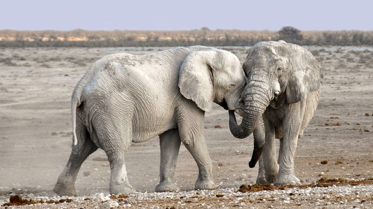 National Park Tours